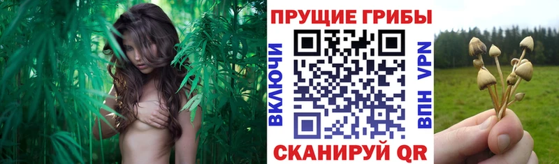 продажа наркотиков  Можайск  Псилоцибиновые грибы ЛСД 